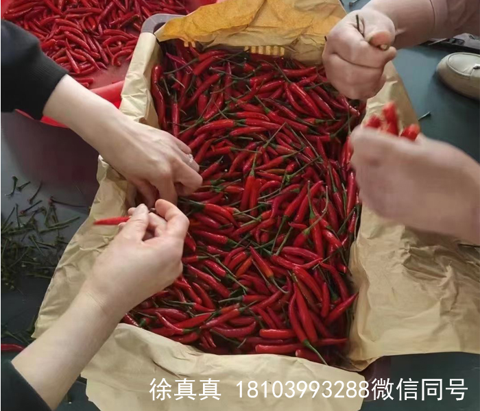 云南客戶來廠試機電磁炒貨機加工炒燒辣椒，效果非常滿意直接訂機！